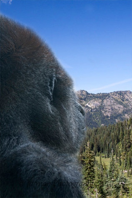 Gorilla on Rainier