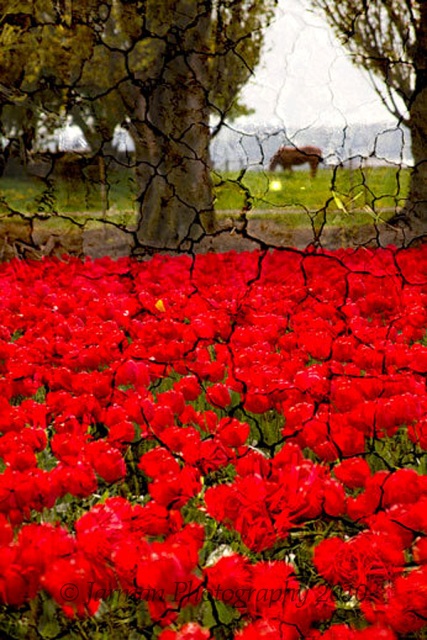 horse red tulips crackled