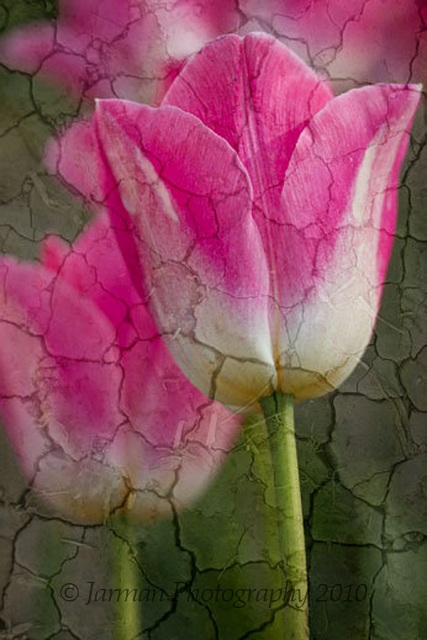 pink crackled tulips