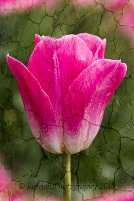 pink tulip crackled
