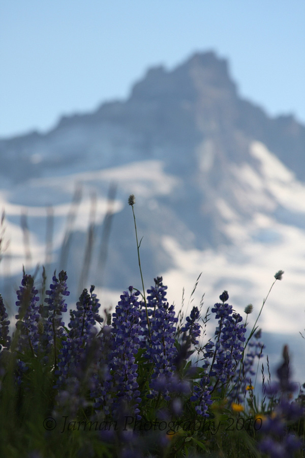 Mountain with wildflowers in the foreground