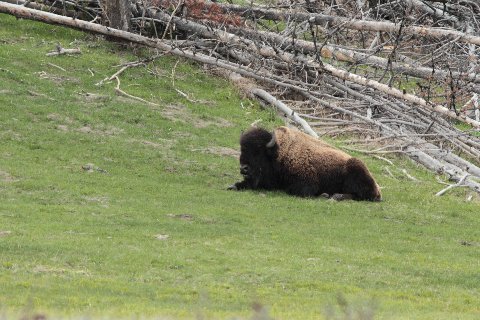 1st bison