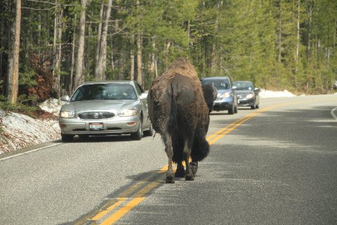 bison walking the line