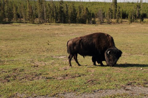 handsome bison